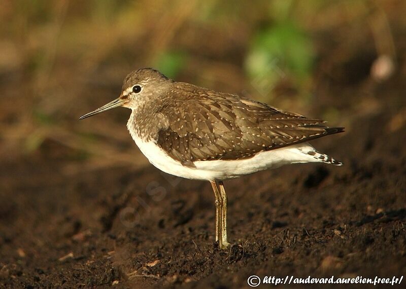 Green Sandpiper