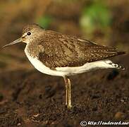 Green Sandpiper