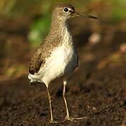 Green Sandpiper