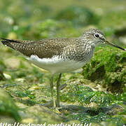 Green Sandpiper