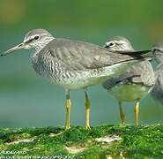 Grey-tailed Tattler