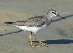 Grey-tailed Tattler