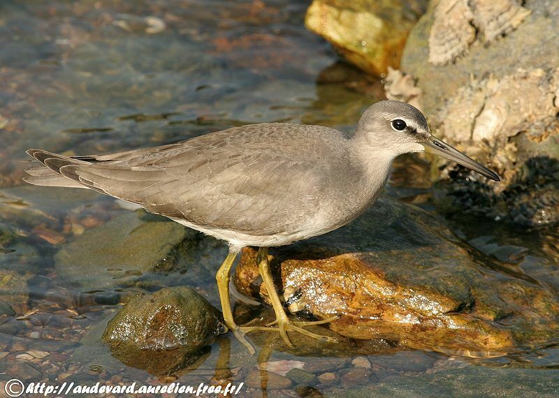 Grey-tailed Tattler