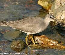 Grey-tailed Tattler