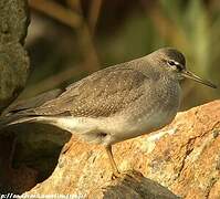 Grey-tailed Tattler