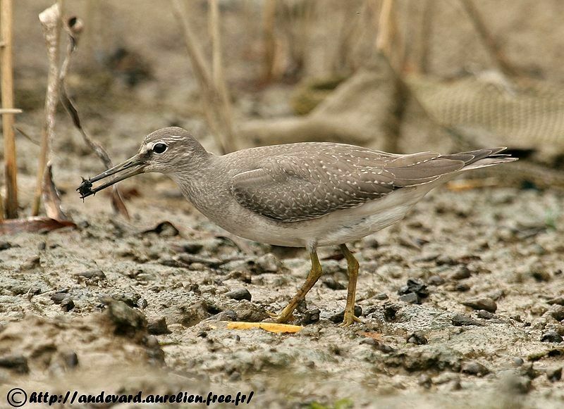 Grey-tailed Tattler