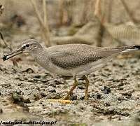 Grey-tailed Tattler