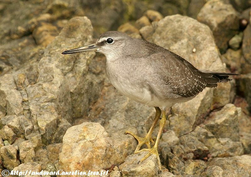 Grey-tailed Tattlerjuvenile