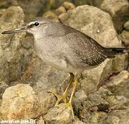 Grey-tailed Tattler