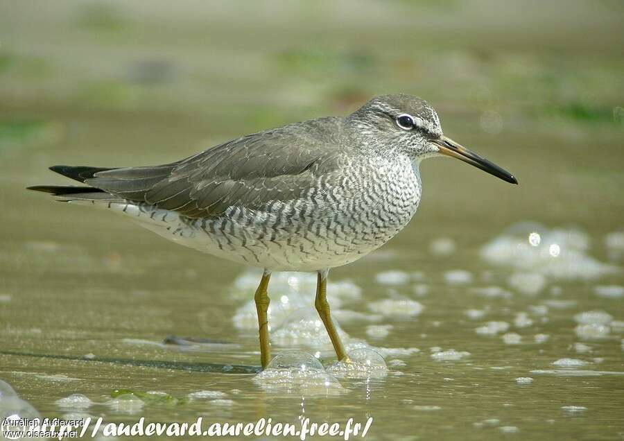 Grey-tailed Tattleradult breeding, close-up portrait