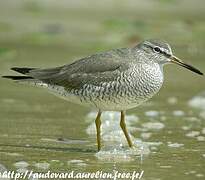 Grey-tailed Tattler