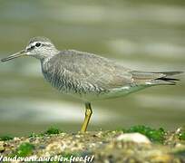 Grey-tailed Tattler