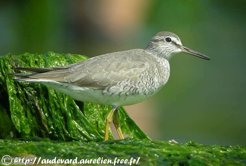 Grey-tailed Tattleradult breeding, close-up portrait