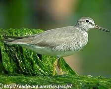 Grey-tailed Tattler