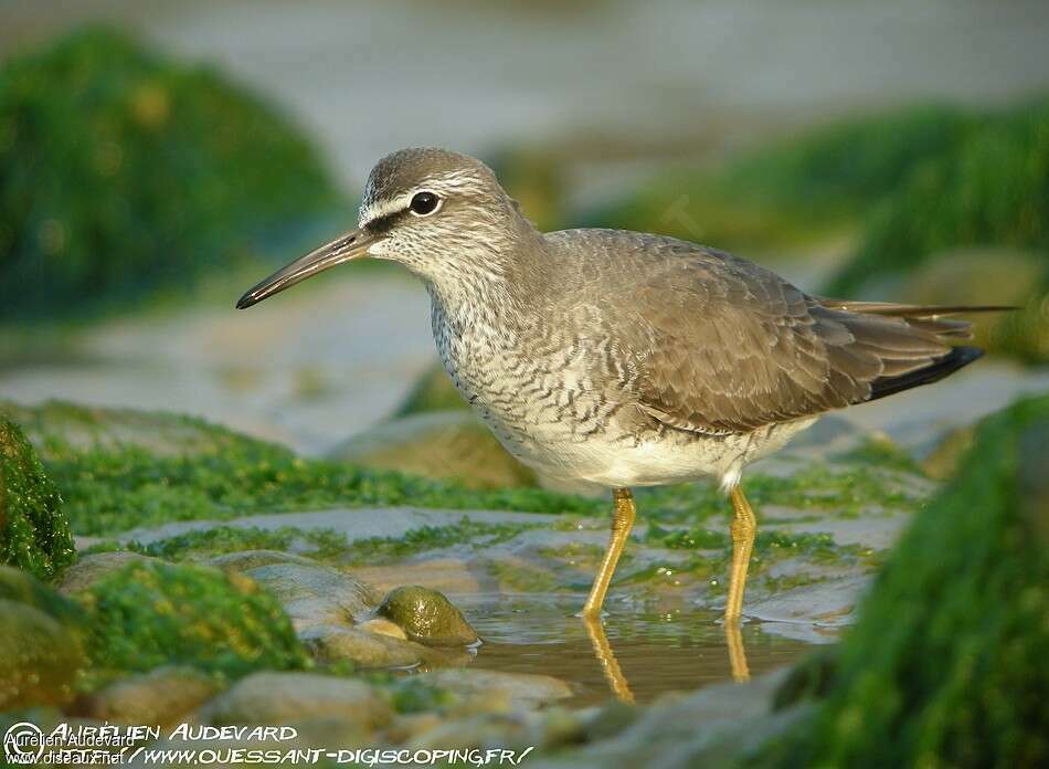 Grey-tailed Tattleradult, identification