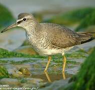 Grey-tailed Tattler