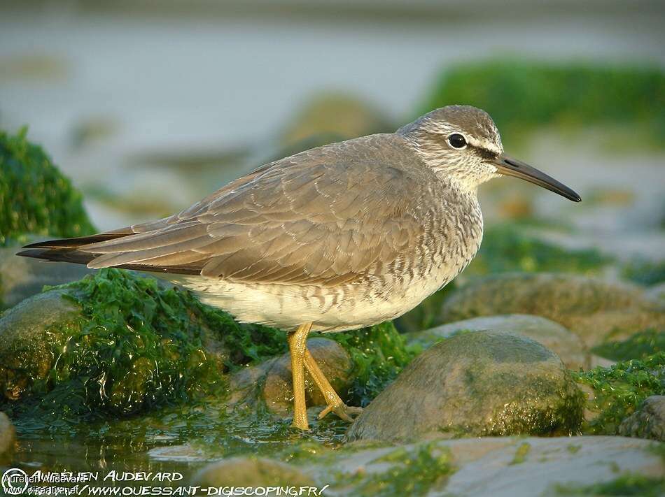 Grey-tailed Tattleradult breeding, identification