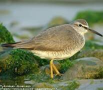 Grey-tailed Tattler