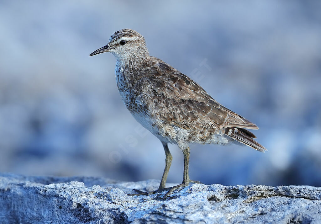 Tuamotu Sandpiperadult, identification