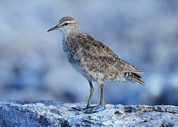 Tuamotu Sandpiper