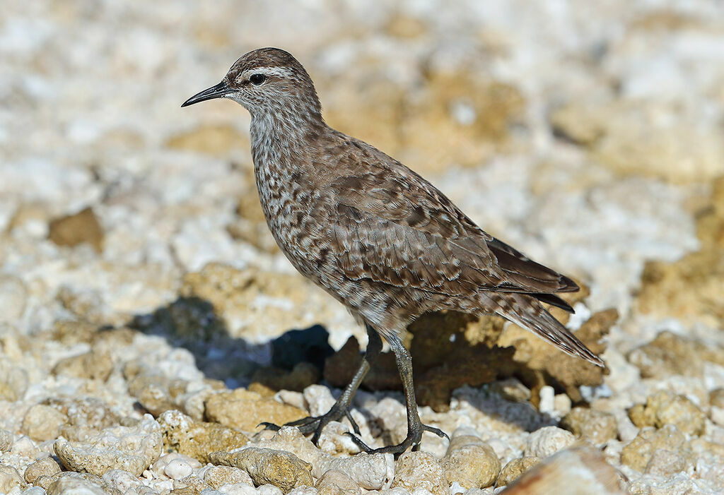 Tuamotu Sandpiper