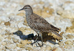 Tuamotu Sandpiper