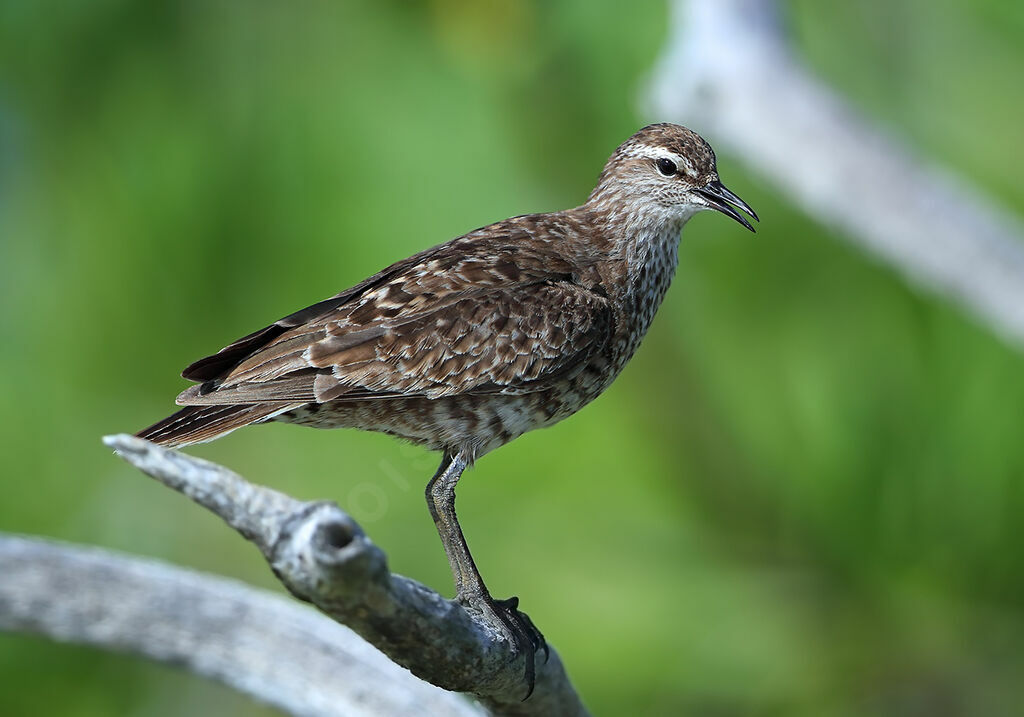 Tuamotu Sandpiper