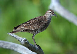 Tuamotu Sandpiper