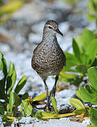 Tuamotu Sandpiper