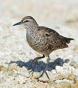 Tuamotu Sandpiper