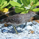 Chevalier des Touamotou