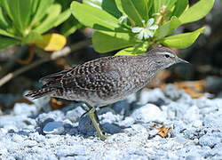 Tuamotu Sandpiper