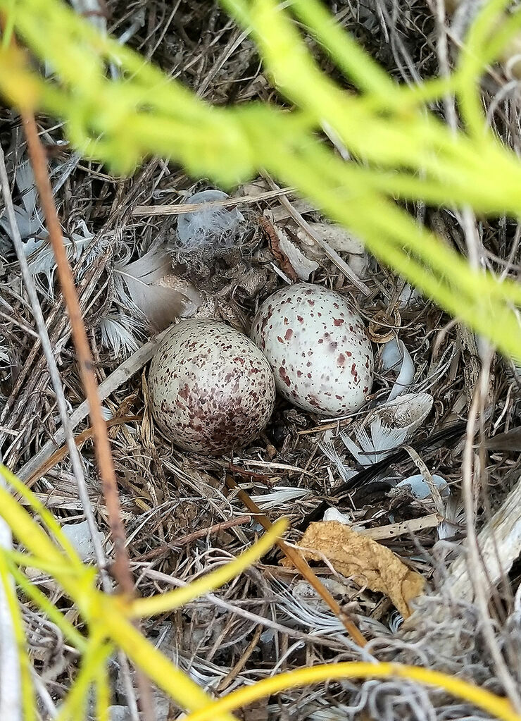 Tuamotu Sandpiper, Reproduction-nesting