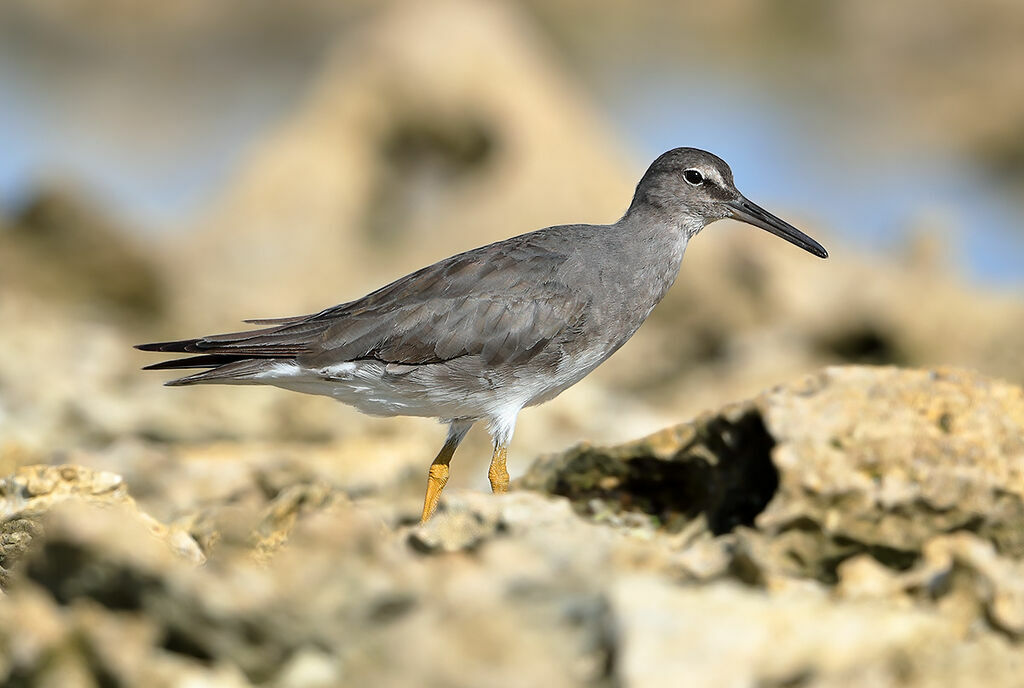 Wandering Tattler, identification