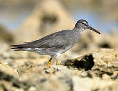 Wandering Tattler