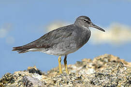 Wandering Tattler