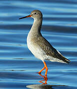 Common Redshank