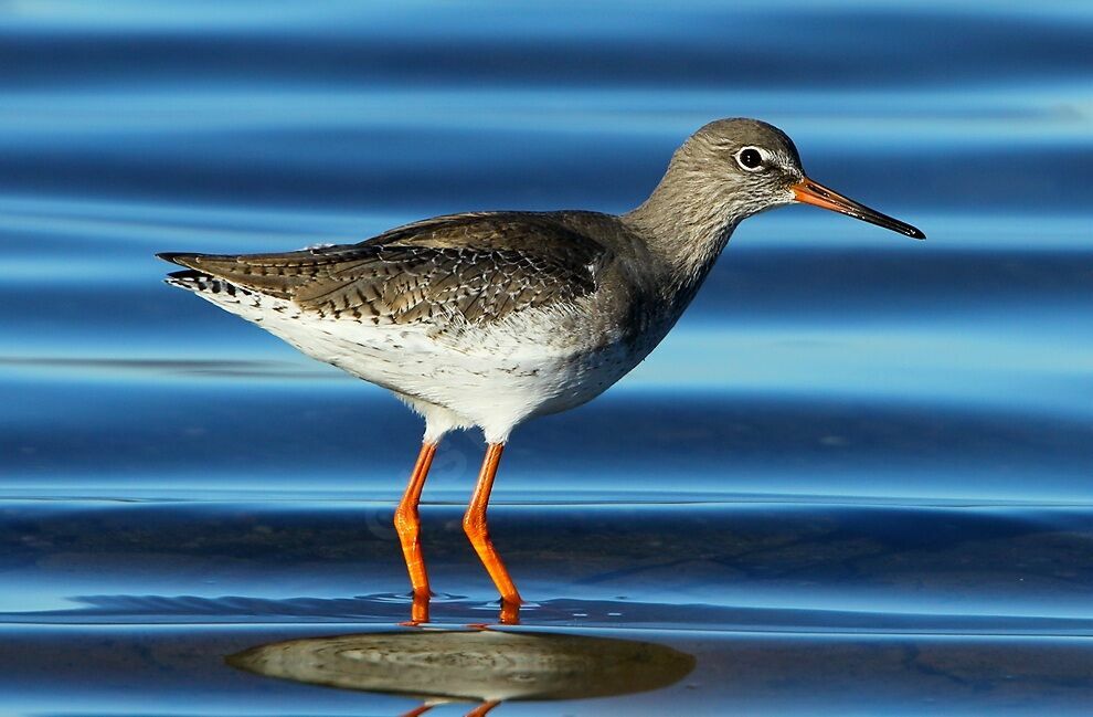 Common Redshank