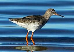 Common Redshank