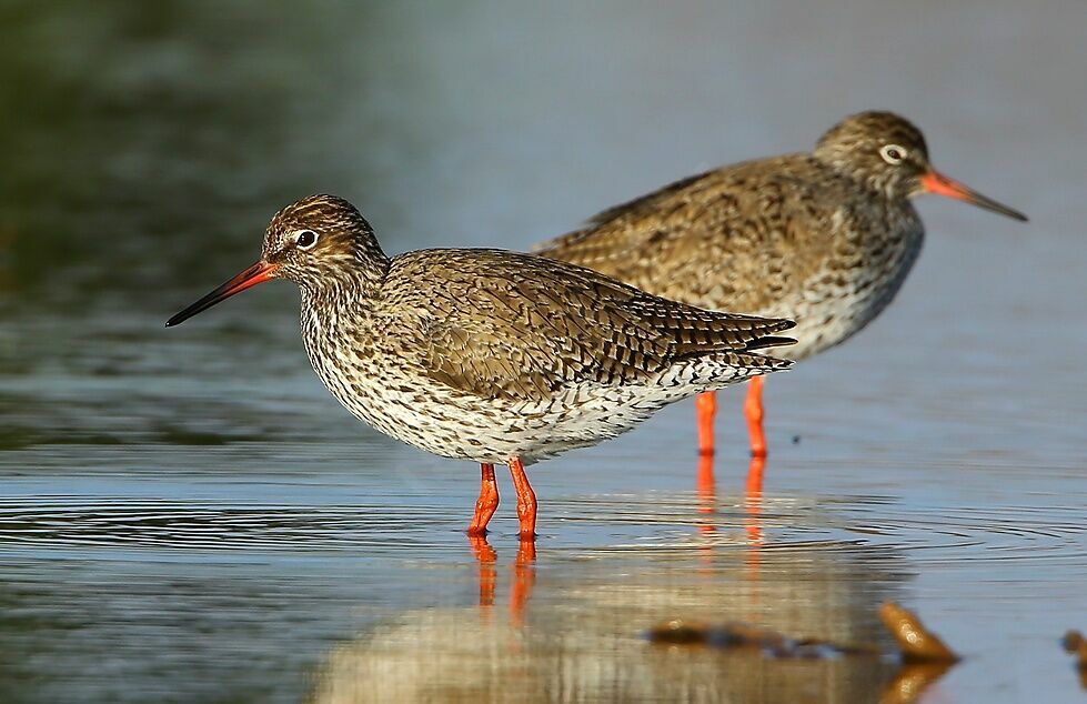 Common Redshankadult breeding