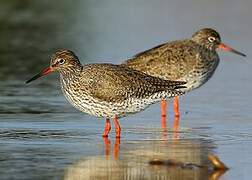 Common Redshank