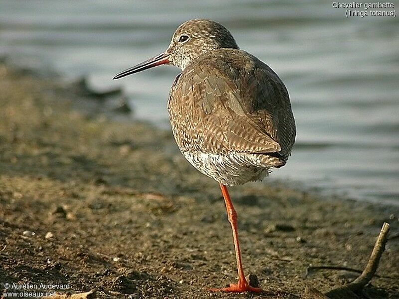 Common Redshank