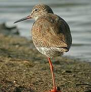 Common Redshank