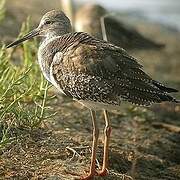 Common Redshank