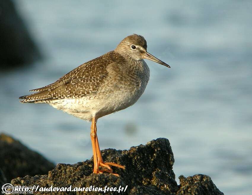 Common Redshank