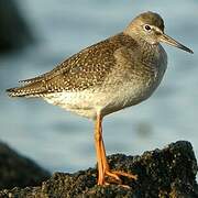 Common Redshank