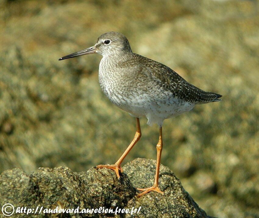 Common Redshank