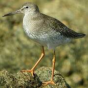 Common Redshank