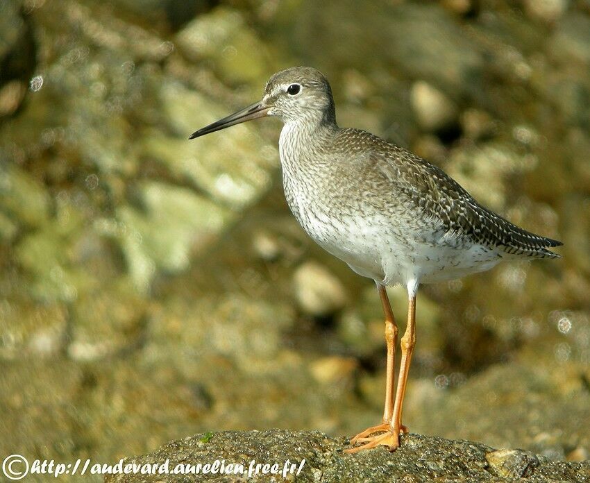 Common Redshank