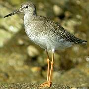 Common Redshank